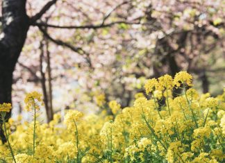 122 Mesaje De 1 Martie