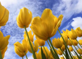 146 Mesaje De Florii