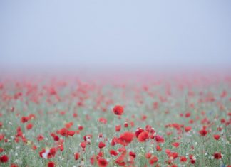 151 Citate Despre Flori Care iti vor schimba viata