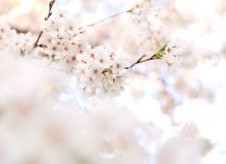 51 Citate Despre Primavara Citate frumoase