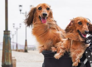 62 Citate Despre Caini – Motto-uri scurte si frumoase