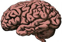 Fisurile cerebrale: ce sunt, caracteristici si tipuri